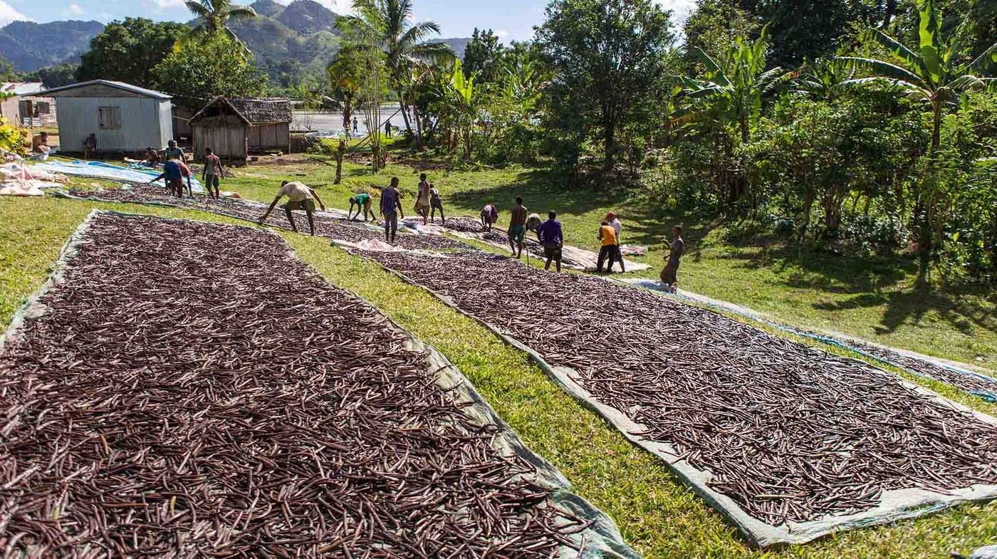 Vanilla farm in Madagascar