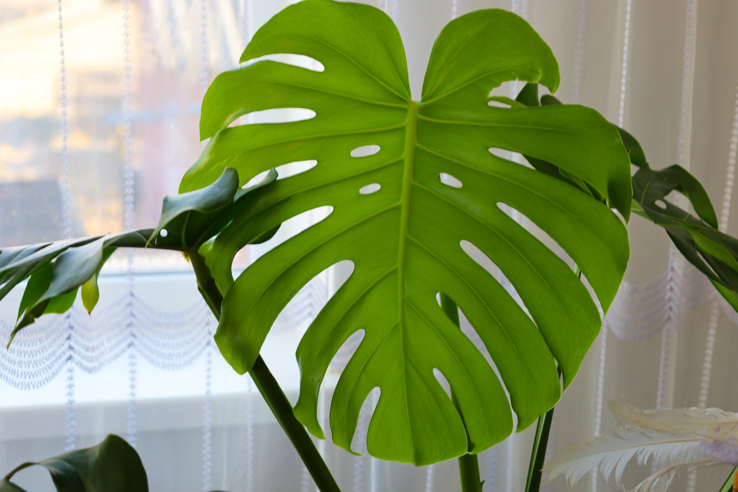 The photo shows a large, green monstera leaf growing in a pot on a windowsill. The leaf has characteristic cuts and holes, which are typical of this plant. In the background, there is a window with a white tulle curtain, which creates soft lighting.