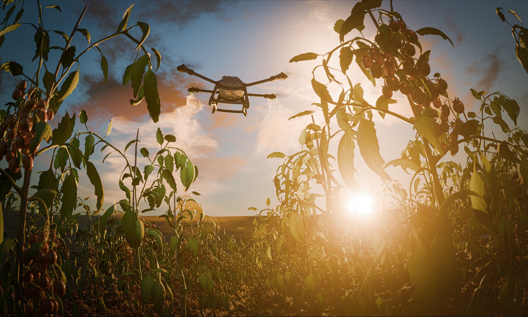 Modern agriculture using a drone to spray a cherry tomato plantation. Precision farming technology supports crop protection, increasing efficiency and productivity in agriculture. CGI image