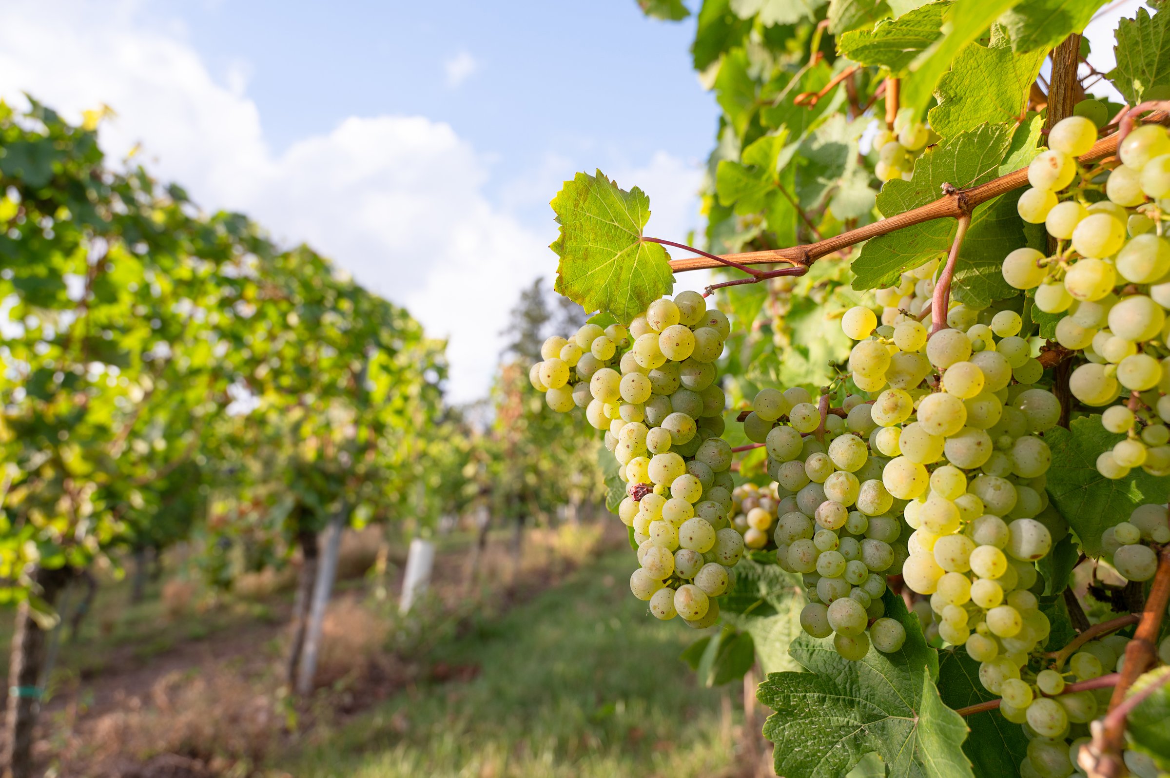 Green riesling wine grapes growing on vine, vineyard in Trier, Moselle Valley Germany, landscape and agriculture, rhineland palatine