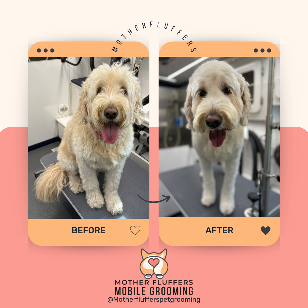 Mother Fluffers mobile grooming service