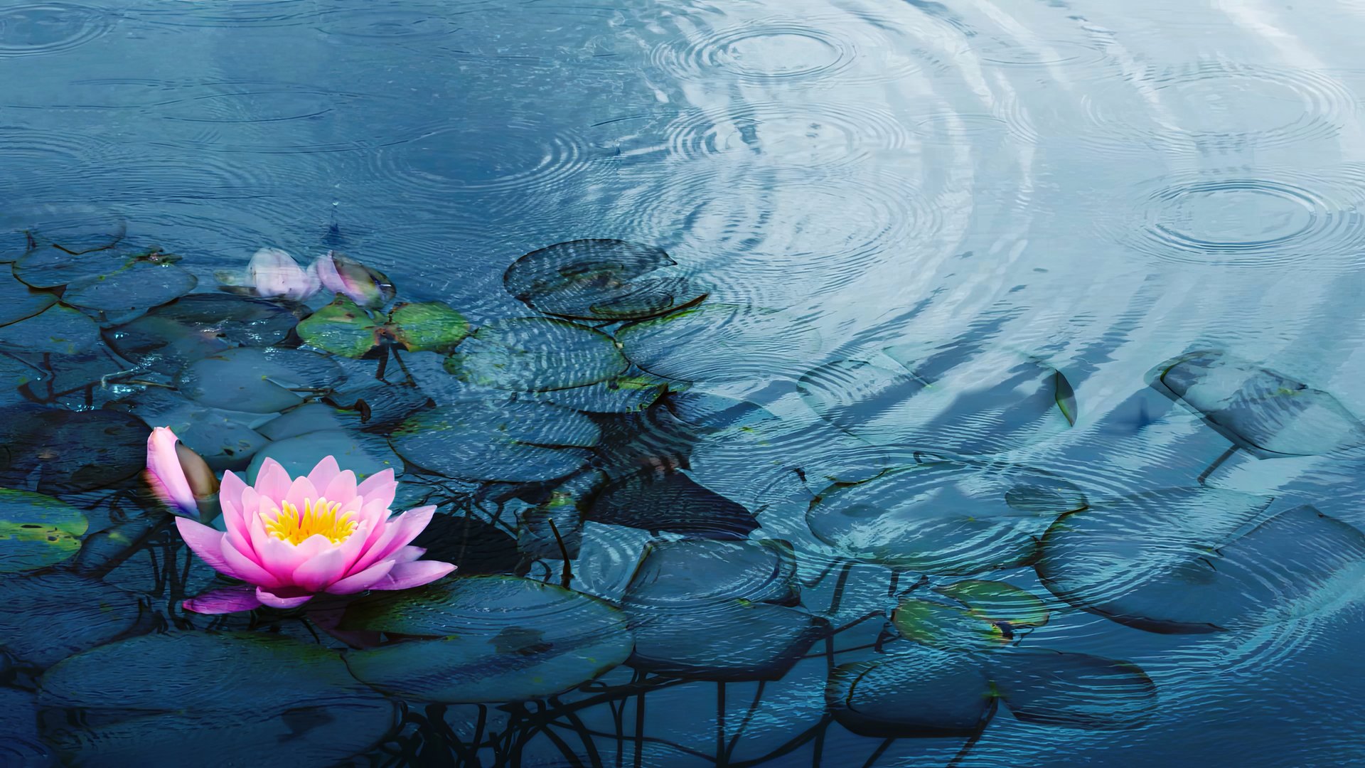 closeup of a beautiful water liliy plant underwater in a pond on a rainy summer day, nature scene background concept with copy space for spa, garden and relaxation