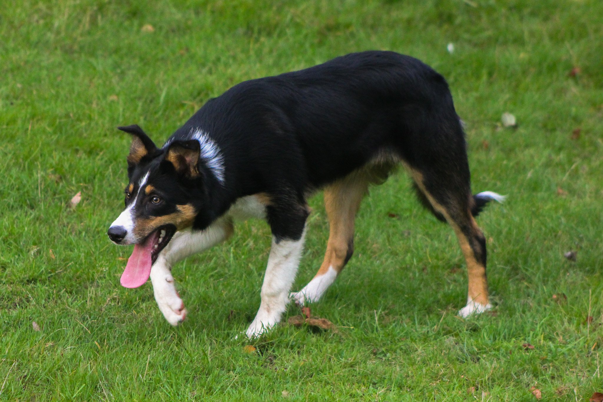 Border Collie at Park Hills Farm