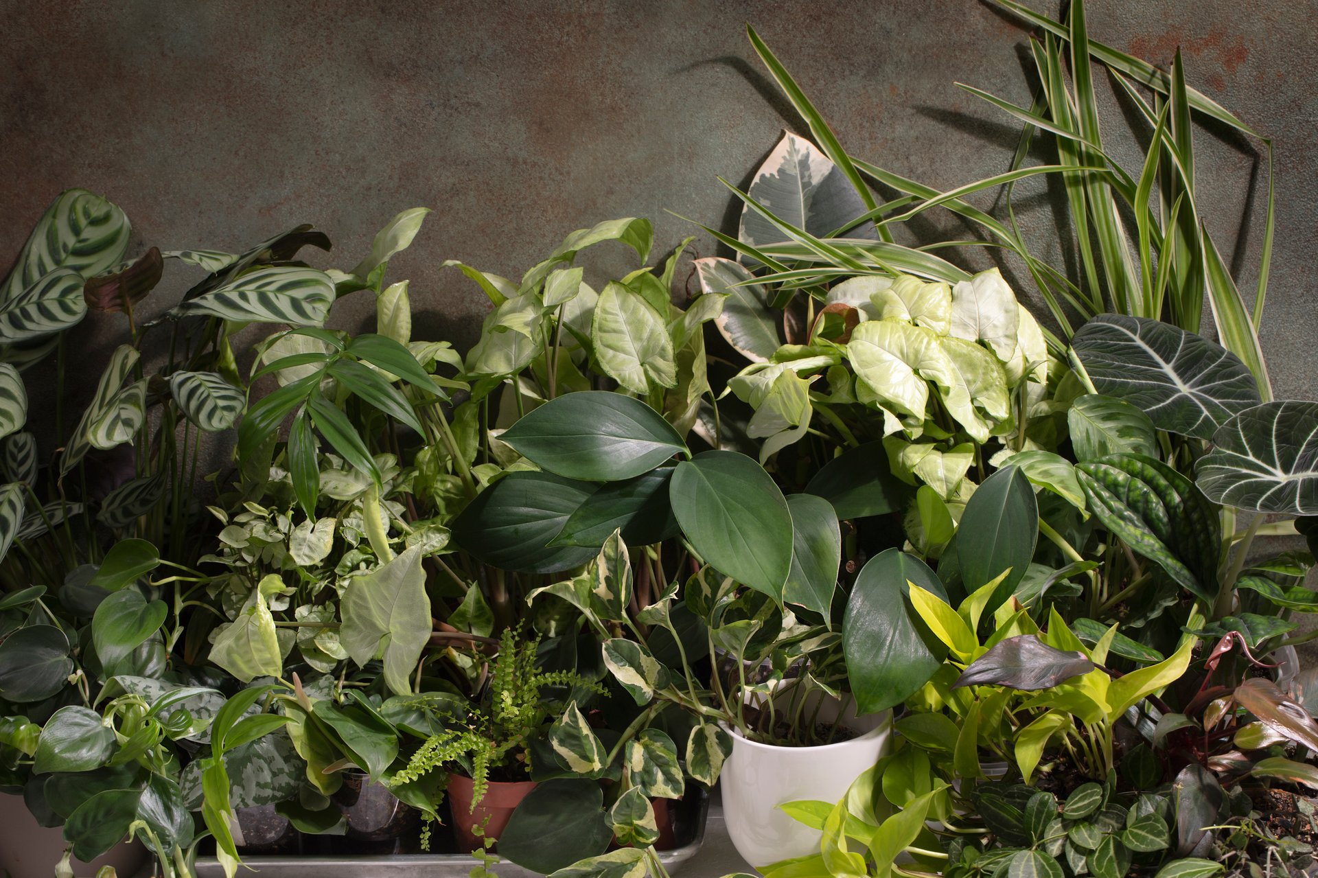 Various Indoor Plants Against a Wall. Home Jungle Concept. Handmade Photo, Selective Focus, Non-AI