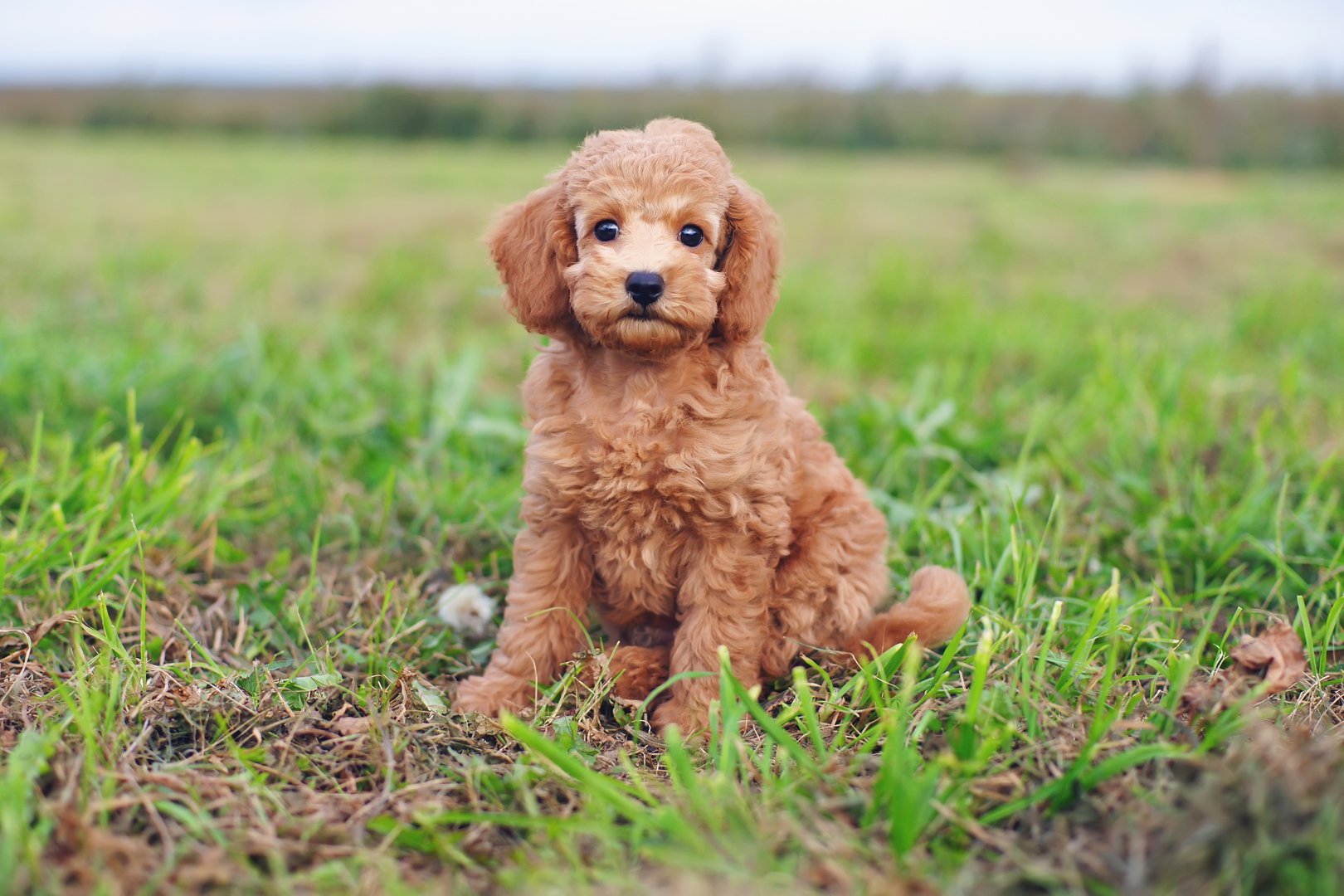 Cute red Toy Poodle puppy sitting outdoors on a green grass