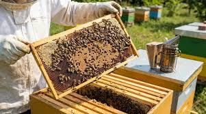bee