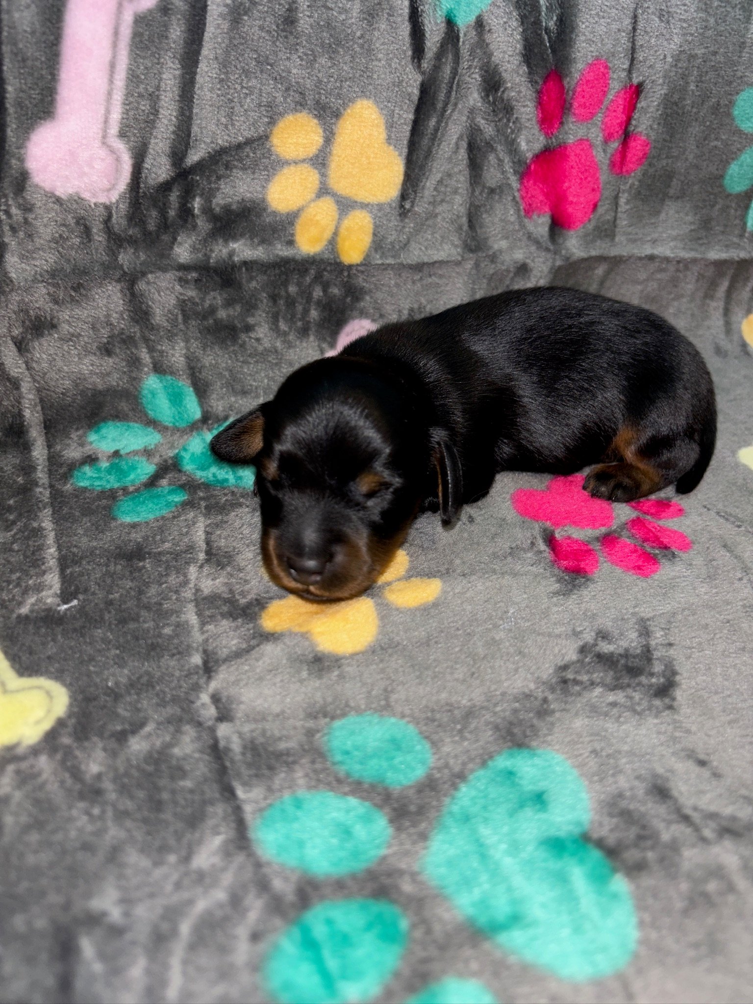 A tiny black and brown puppy sleeping on a colorful, paw-patterned blanket.