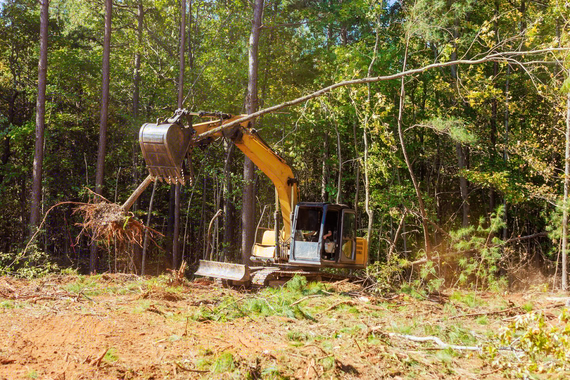 Worker with operates excavator to lift remove trees during clear deforestation industrious land clearing activity in wooded area.