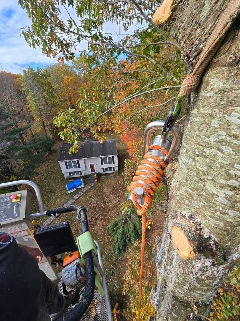 Essential Tree Service hero image