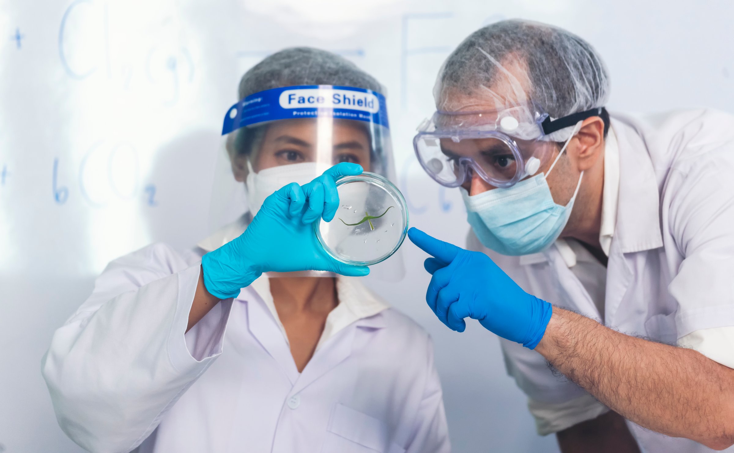 Scientist teams consult together with biochemistry plants tissue culture biotechnology science. Biotech Laboratory teamwork man and woman discuss look at Glass Petri Dish,  plants tissue culture jar