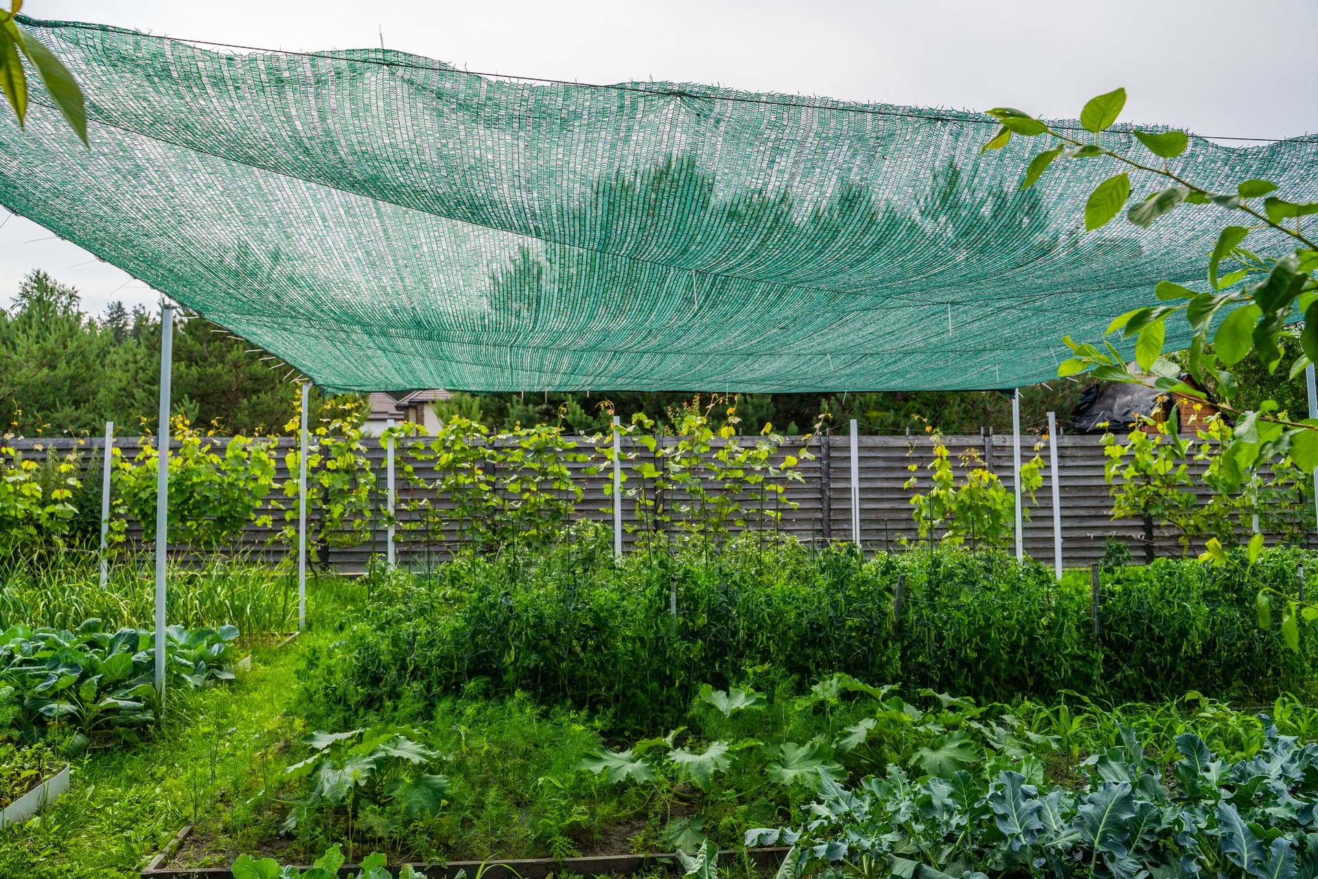 Maya sombra 80 por ciento