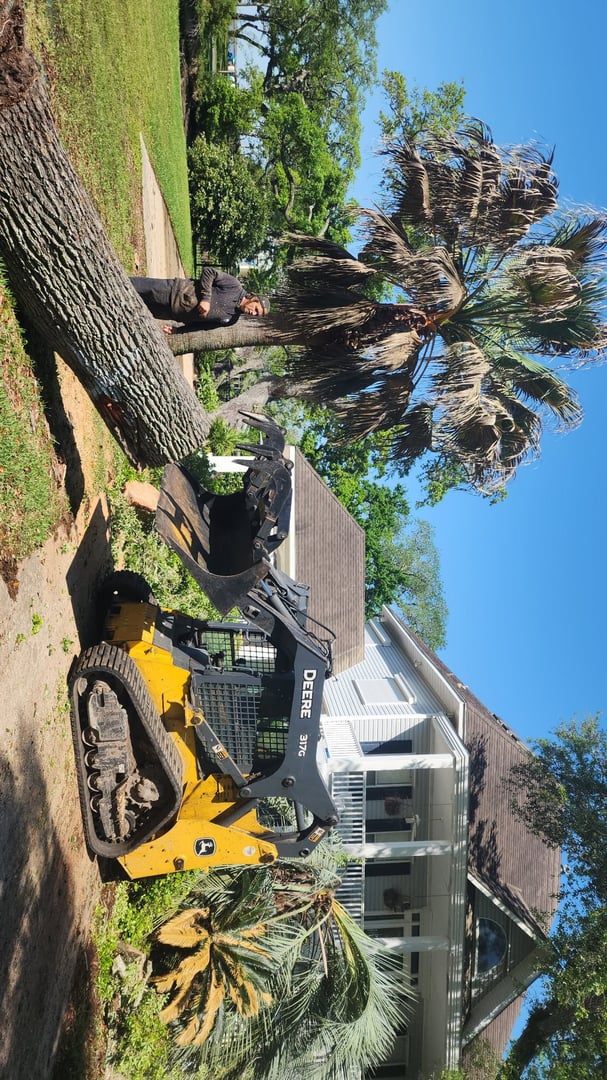 Forestry mulcher clearing undergrowth and vegetation