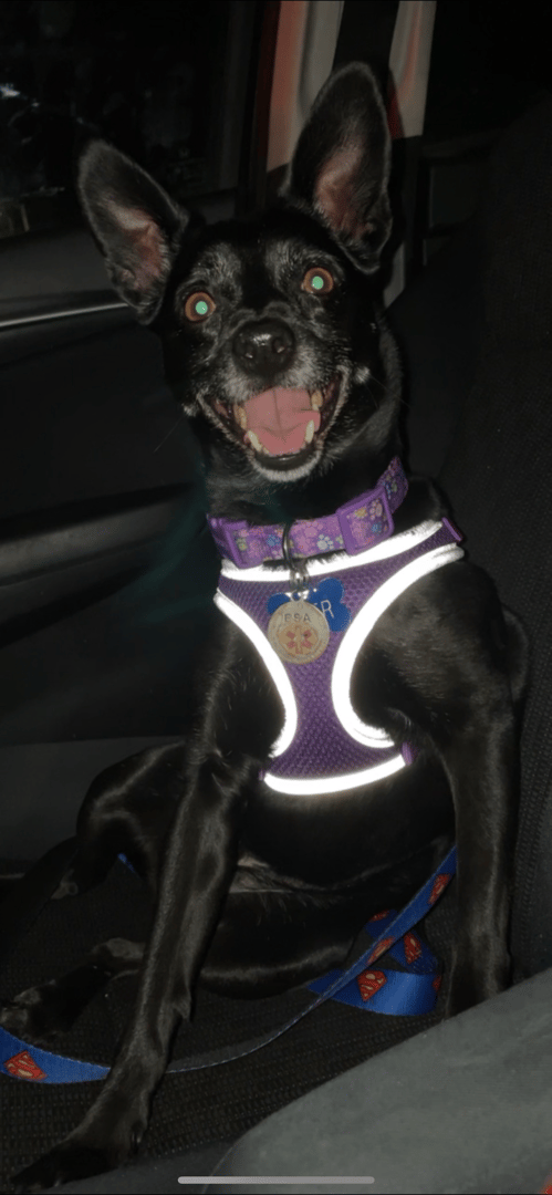 Piper, the foundation's first rescue dog