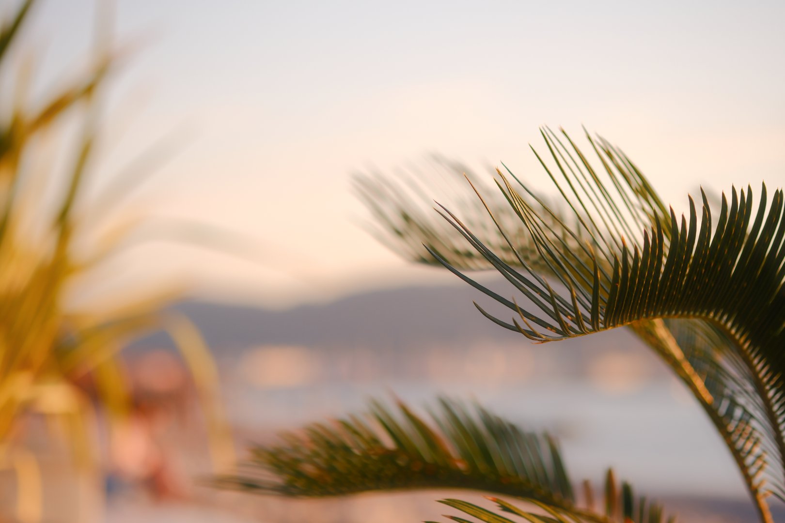 A palm tree with a leafy green frond is in the foreground. The background features a body of water and a mountain range. The image has a serene and peaceful mood, with the palm tree