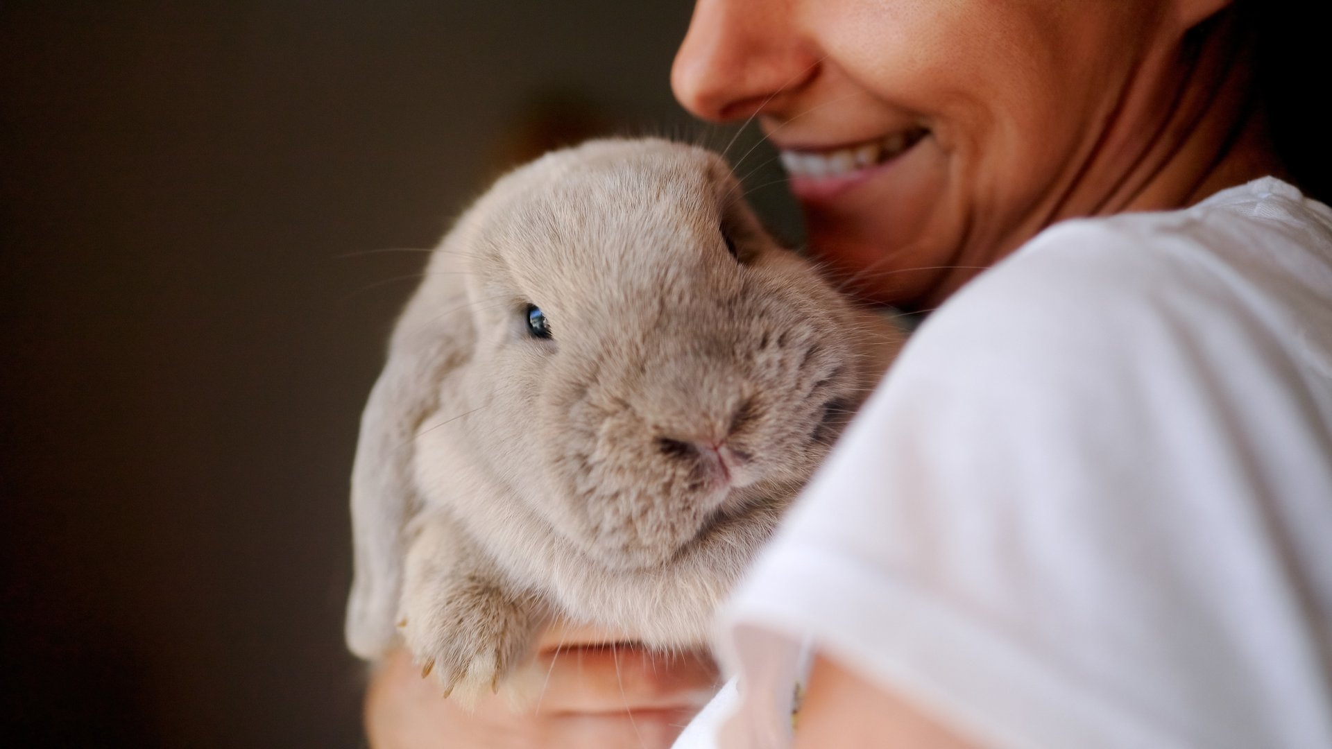 Rabbits image