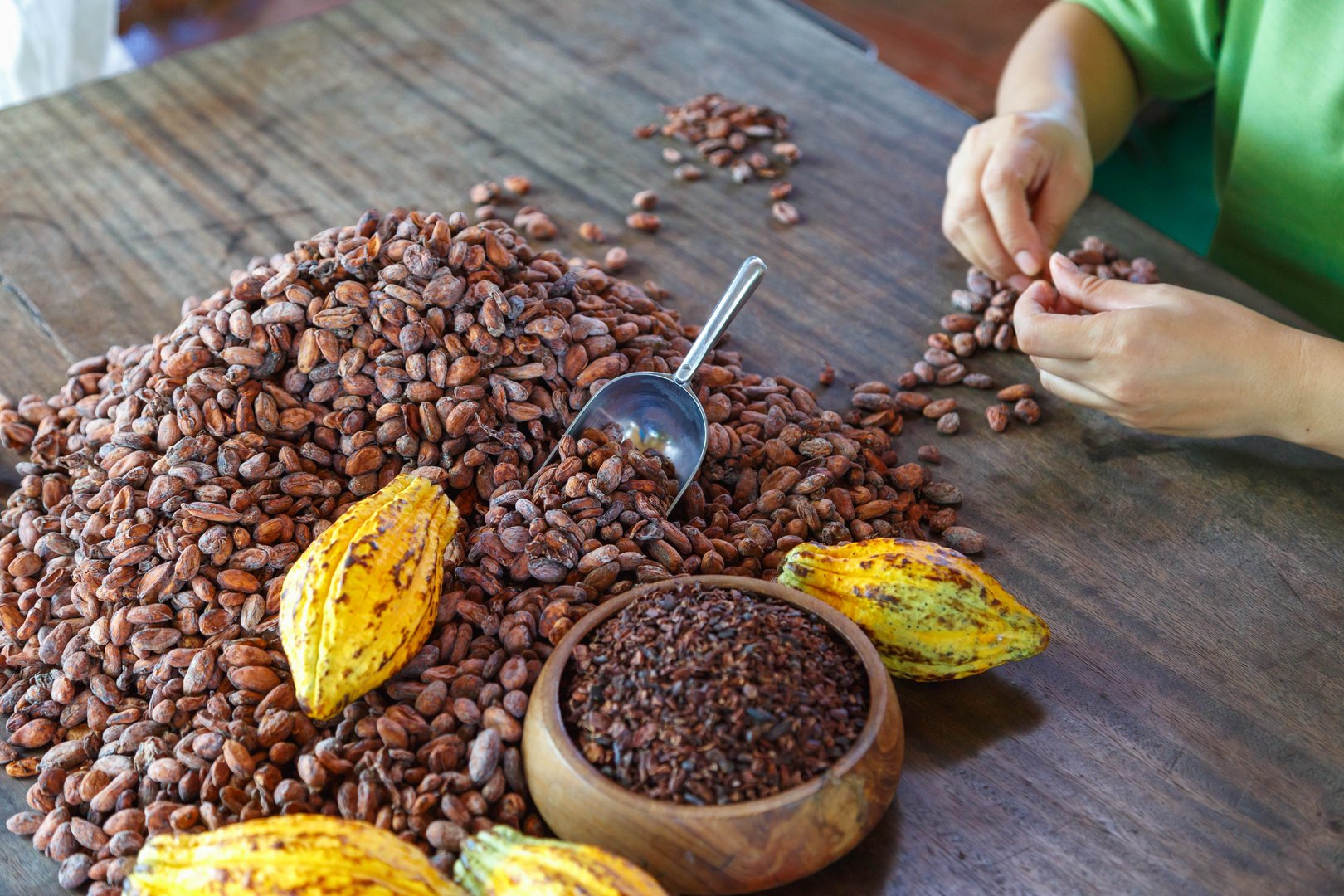 inspecting cocoa beans for quality by hand