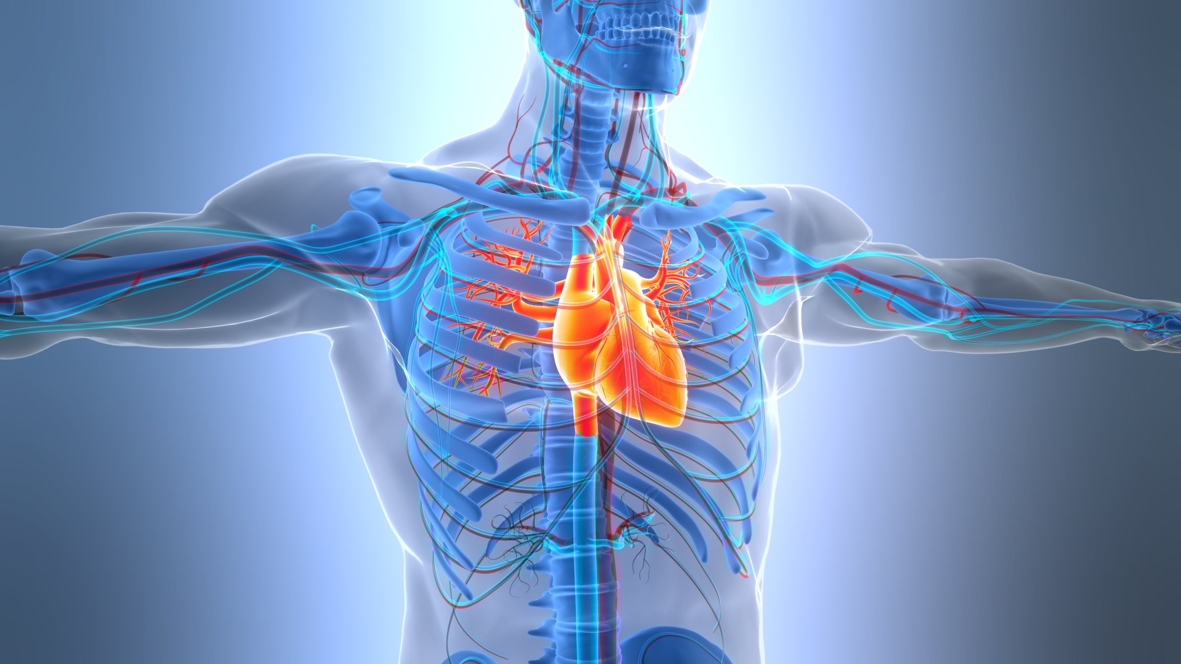 3D Illustration Concept of Human Circulatory System Heart Anatomy