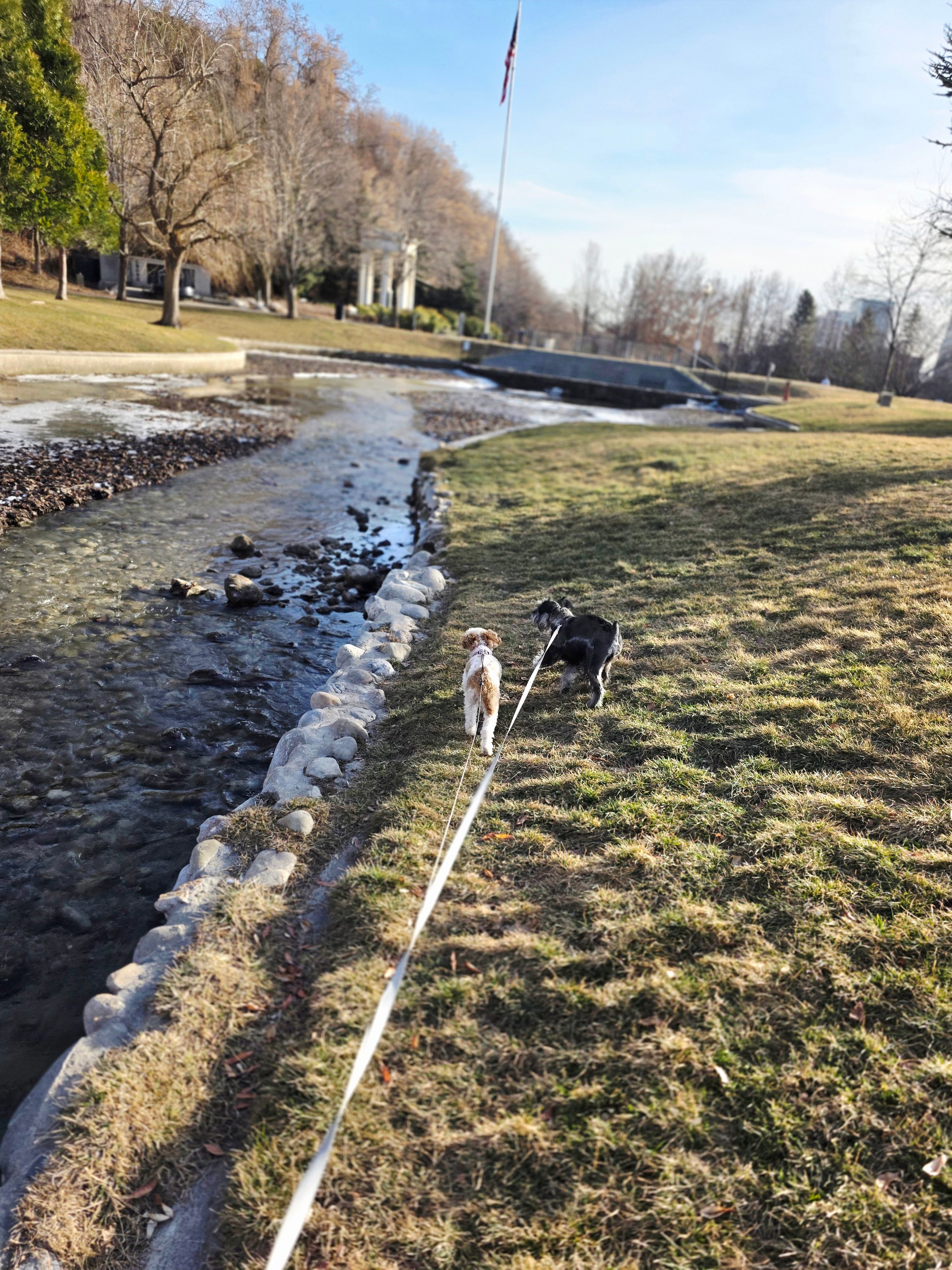 Dogs enjoying professional walking service with Uptown Pets in Salt Lake City