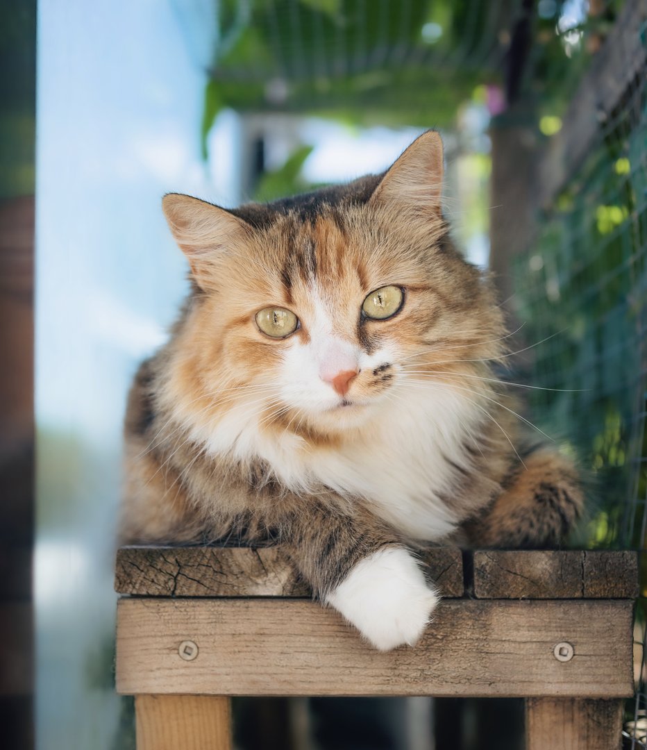 Cat relaxing in catio