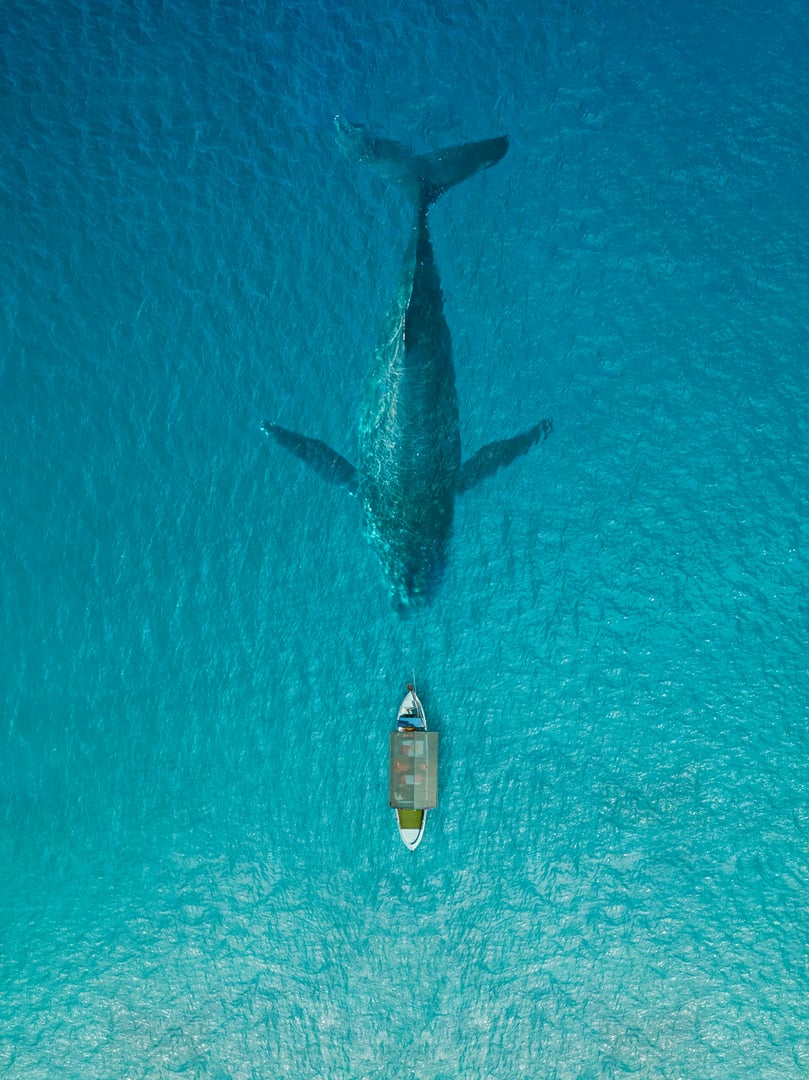 Fishing boat face to face the big whale in clear blue ocean