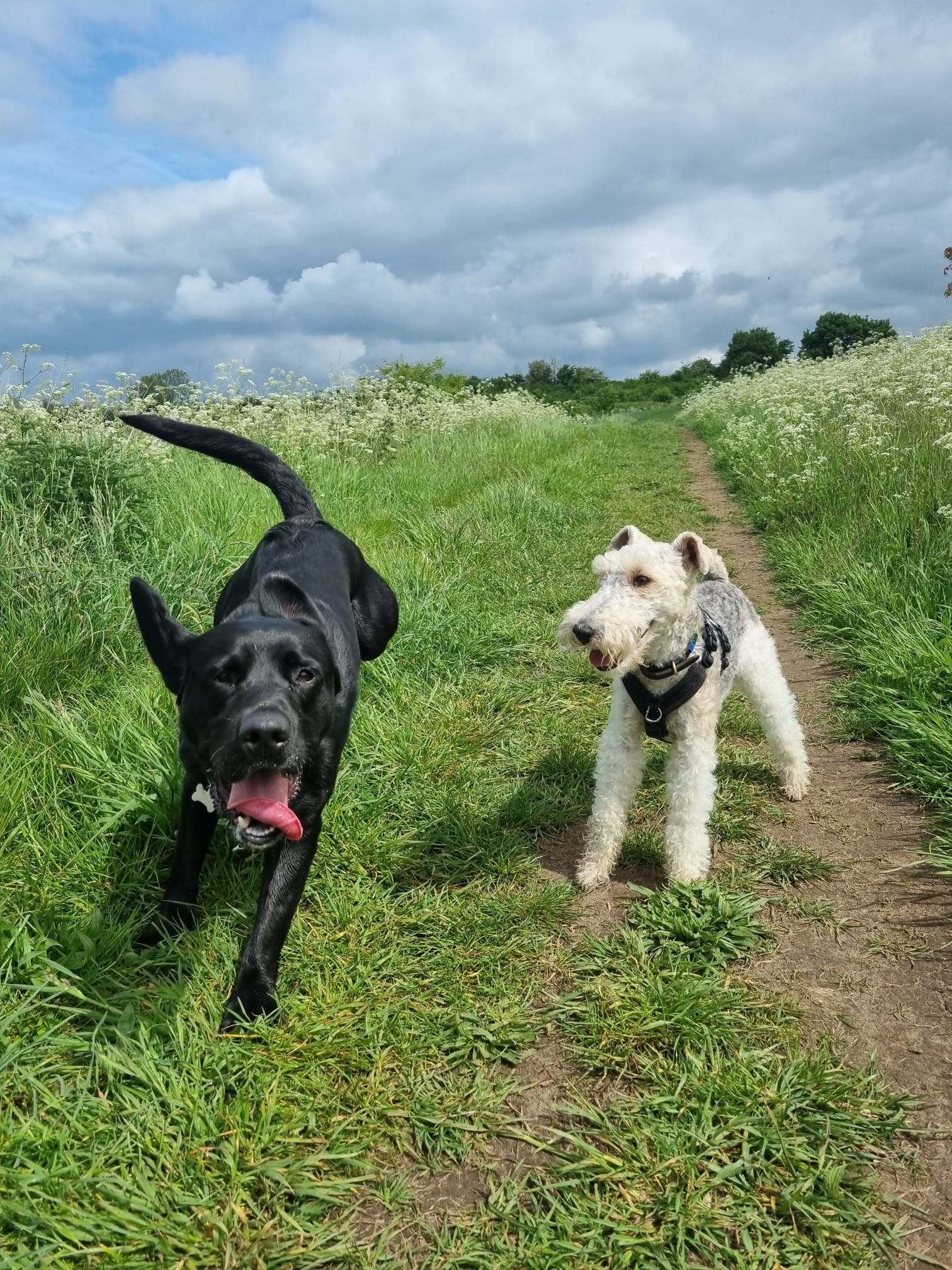 VIPuppy dog walking service