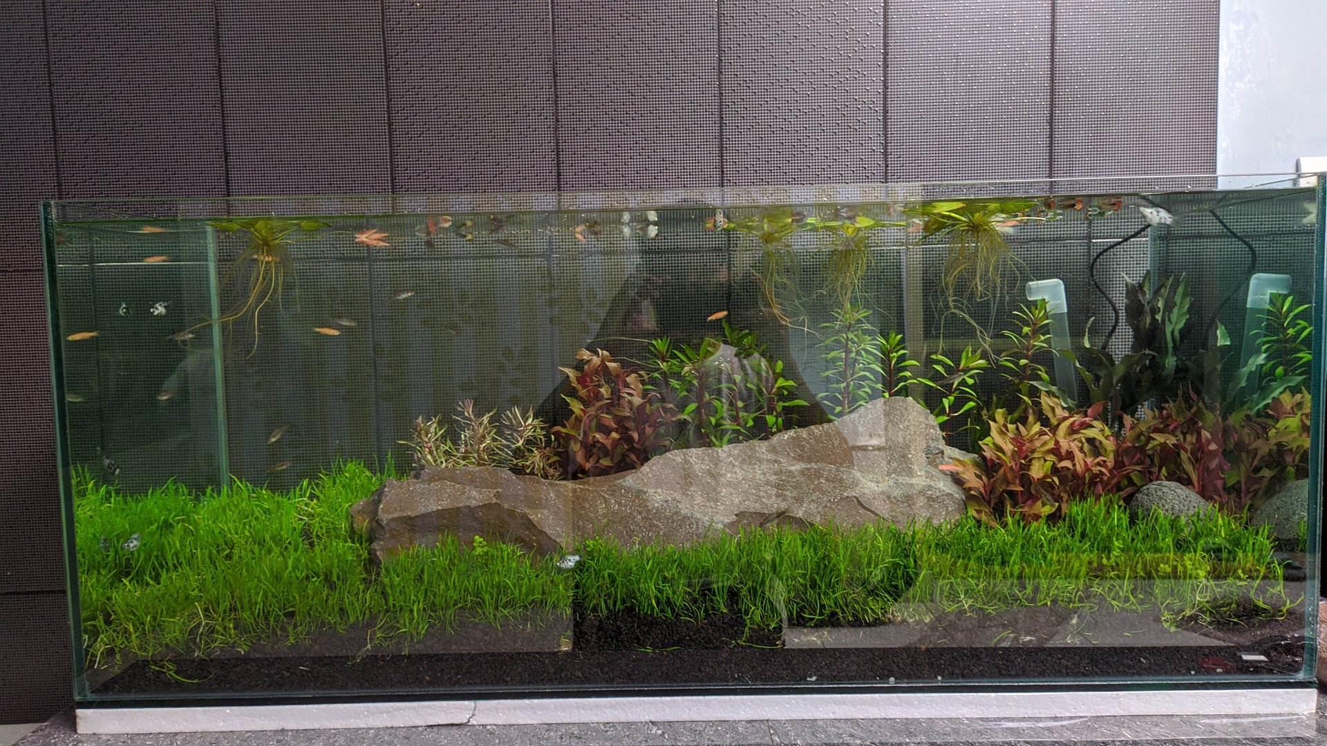 Premium rimless Dutch aquarium heavily planted with green and red stem plants, colorful aquatic plant arrangement without driftwood, professional Dutch aquascaping with organized plant groups, clean glass tank setup demonstrating modern Dutch style planted aquarium design