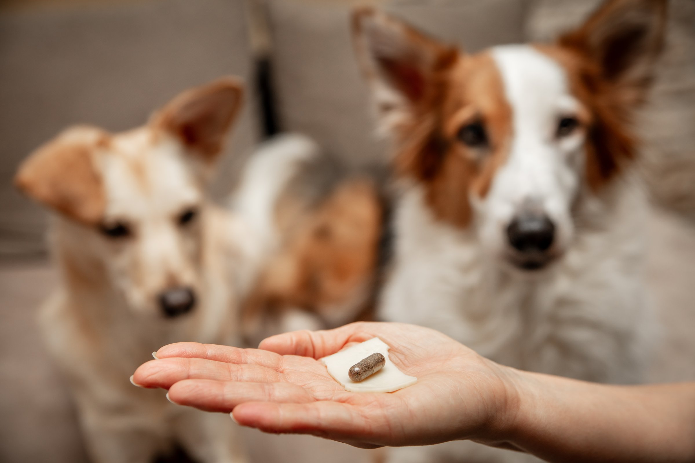 Woman holding a medicine pill with cheese treat to her two dogs, hiding tablet with the help of a dog treat