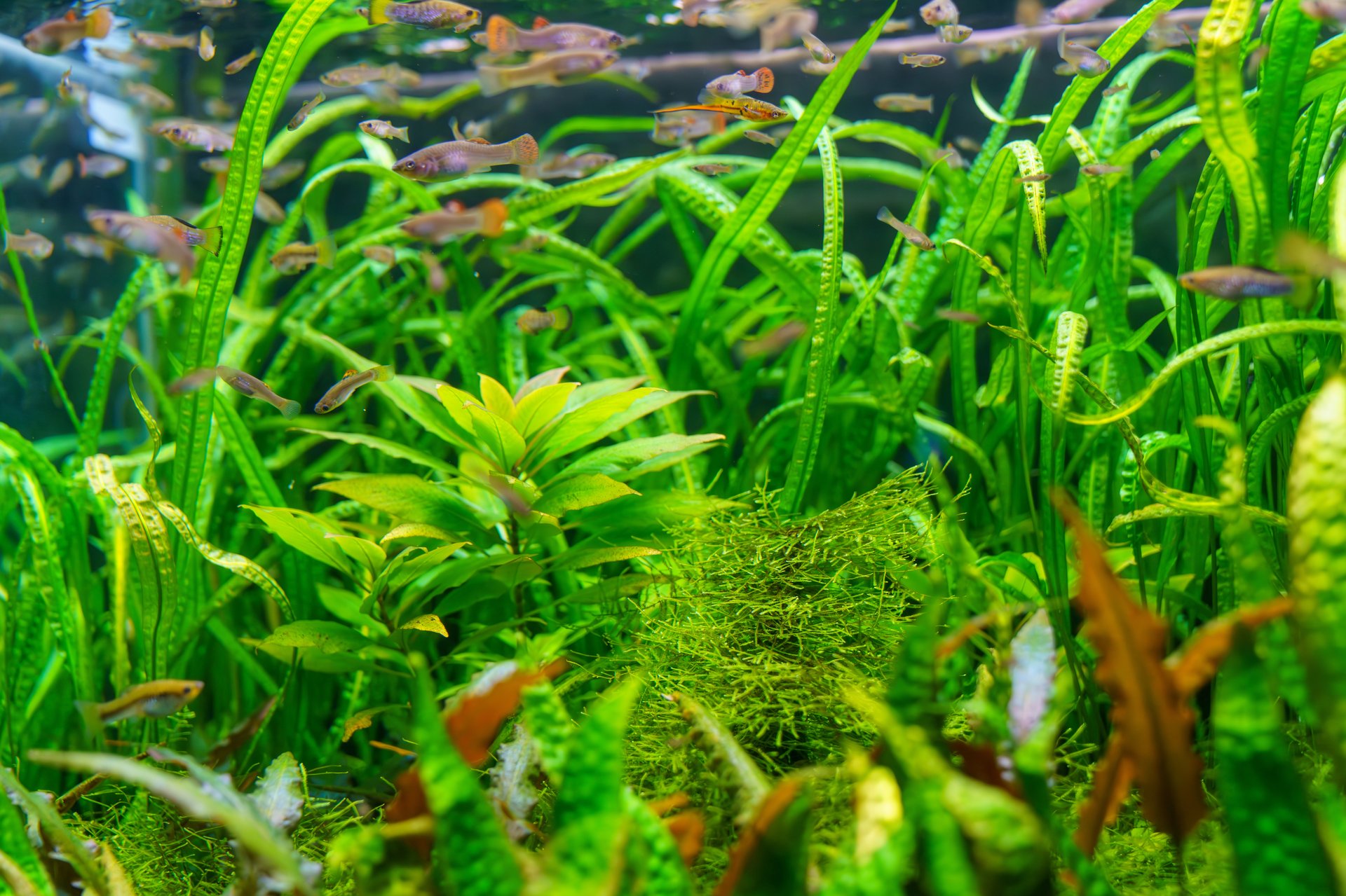 Freshwater Planted Aquarium with Tropical Fish - Dense Aquatic Plants and Colorful Guppies