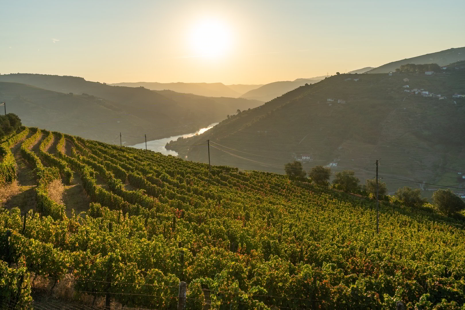 Douro Valley and Douro River at Sunrise. Golden Hour. Vineyards and Terraces. Portugal. Grape Harvest Season