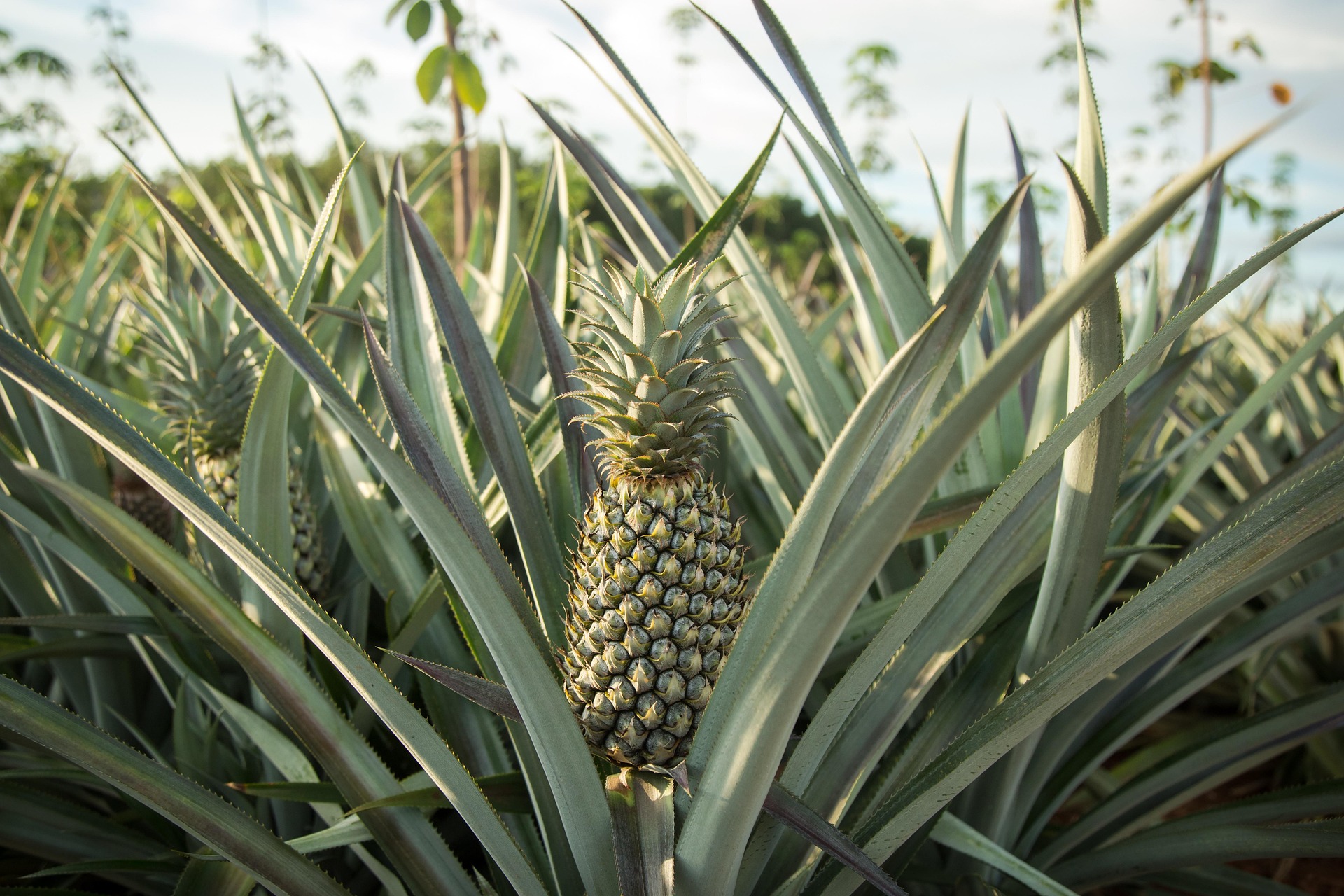 Close-up of a pineapple plant with a ripe pineapple growing among long, pointed green leaves in a field.