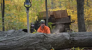 Professional tree removal service