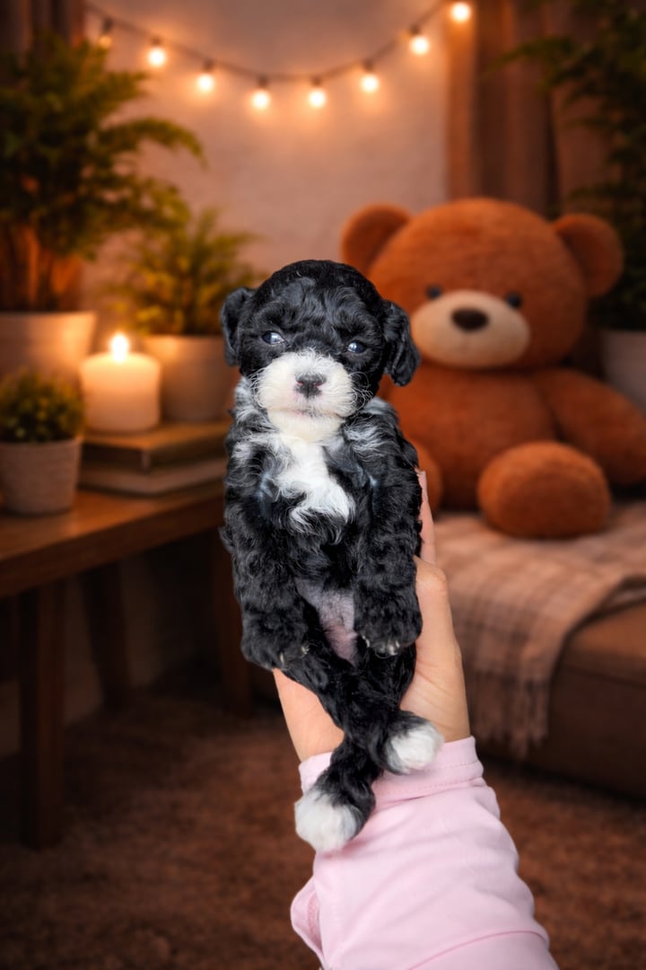 Evie the Toy Poodle