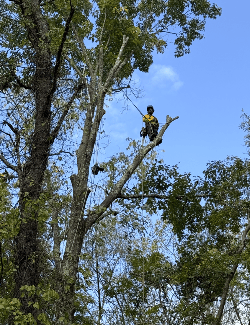 Tree Trimming Project