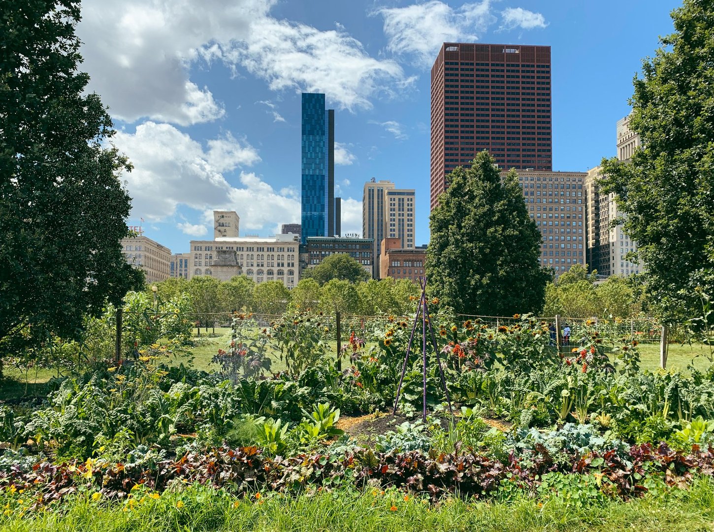 Urban gardens in Chicago
