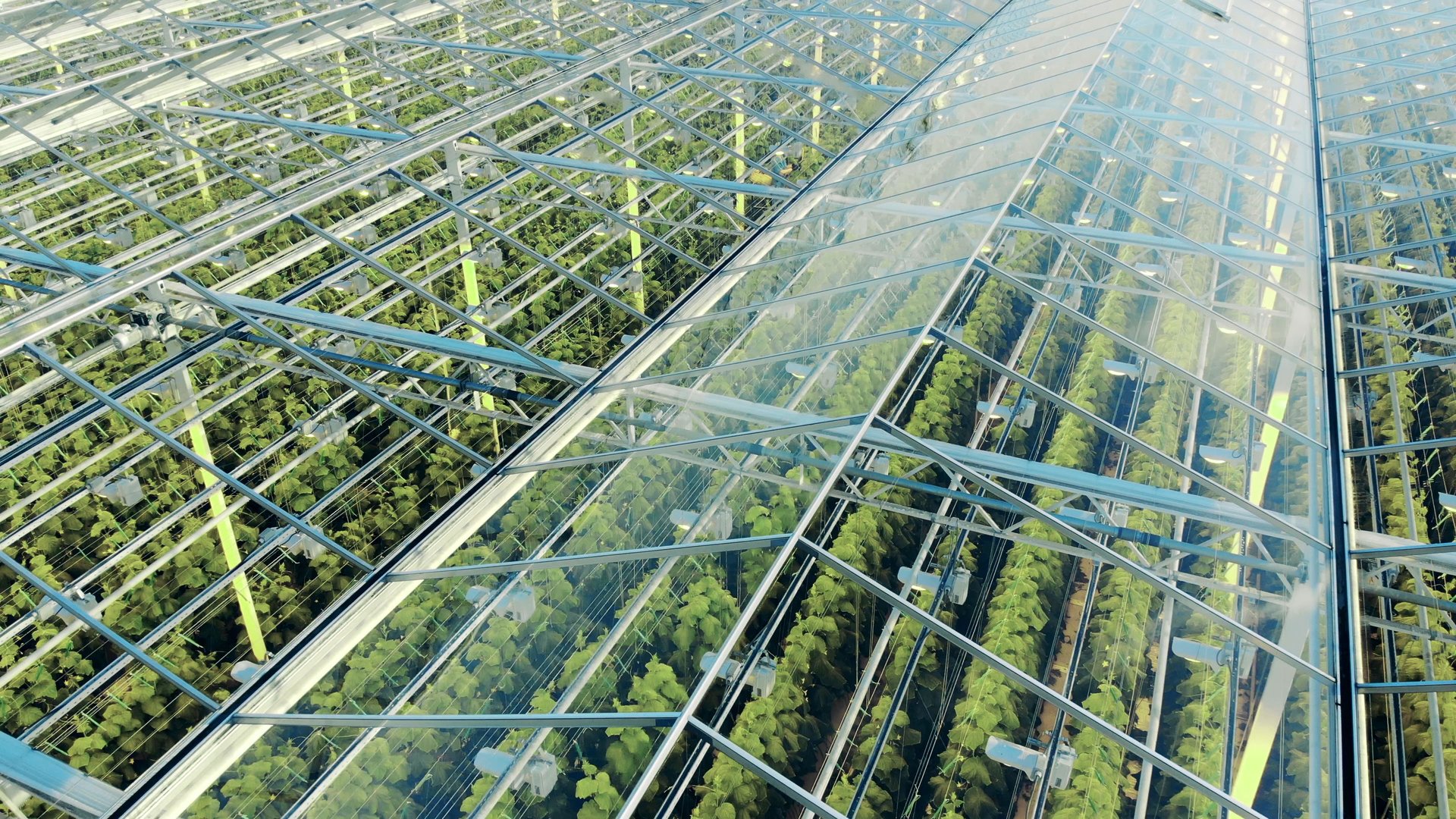 Green plantations shot through the transparent ceiling. 4K