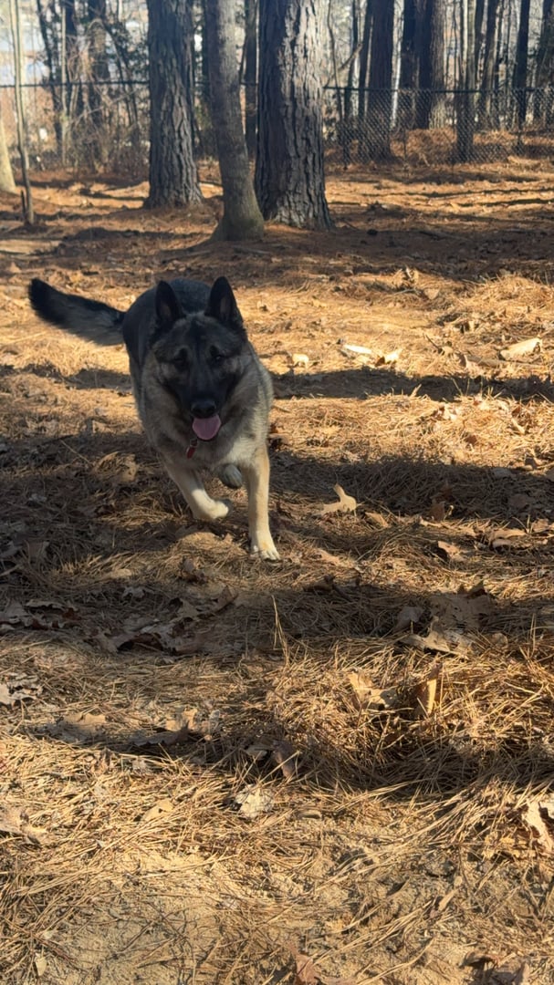 Pet photo from Bryson Pet Services