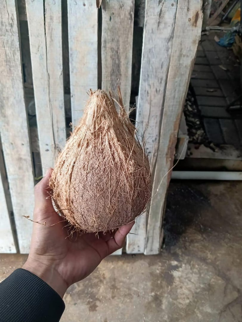 Premium Organic Coconuts