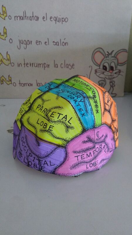 Colorful paper model of a brain with labeled lobes on a table, showing an educational setting with a mouse illustration.