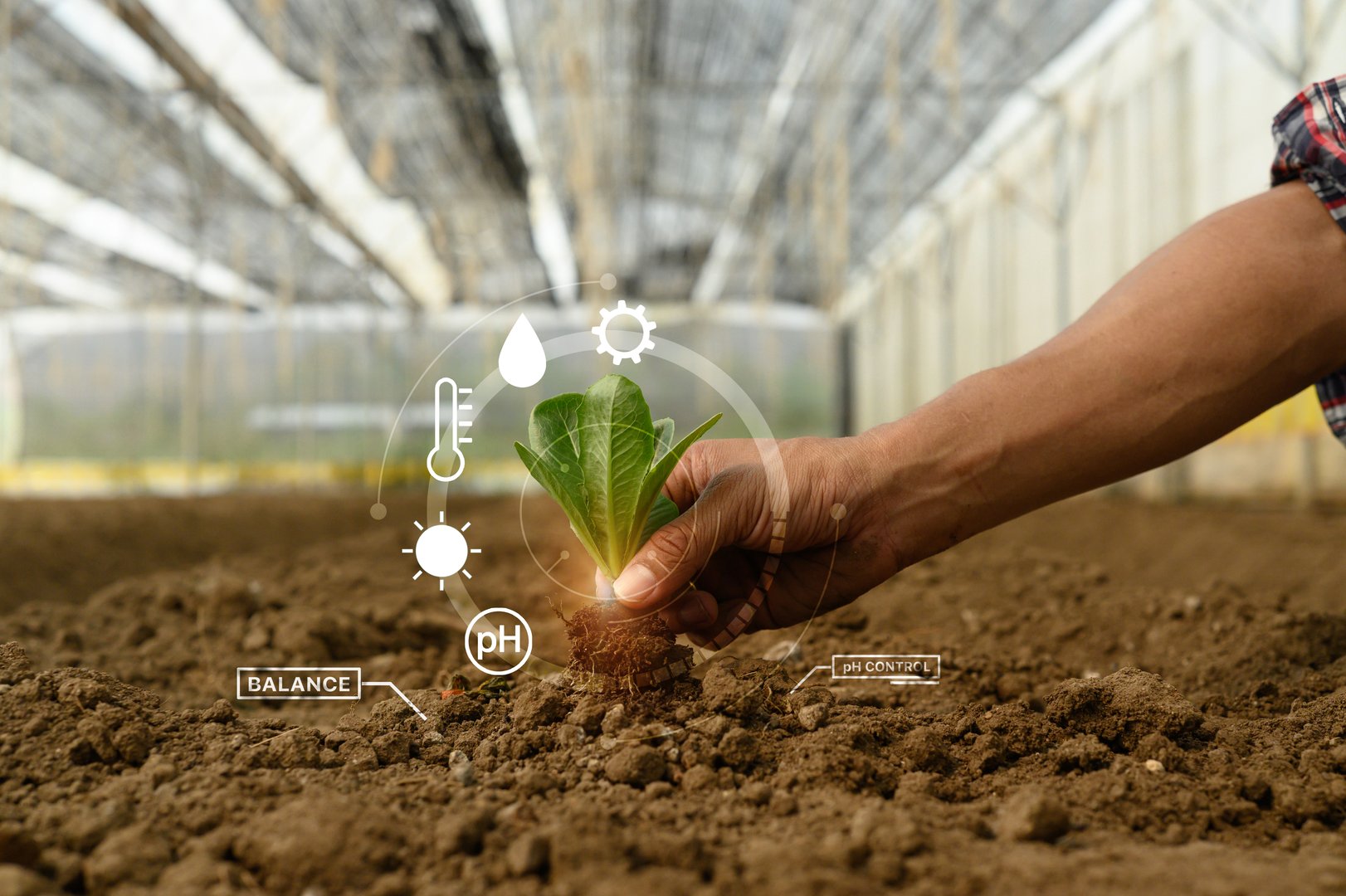 Farmer holding young seeding with with digital smart farming interface.