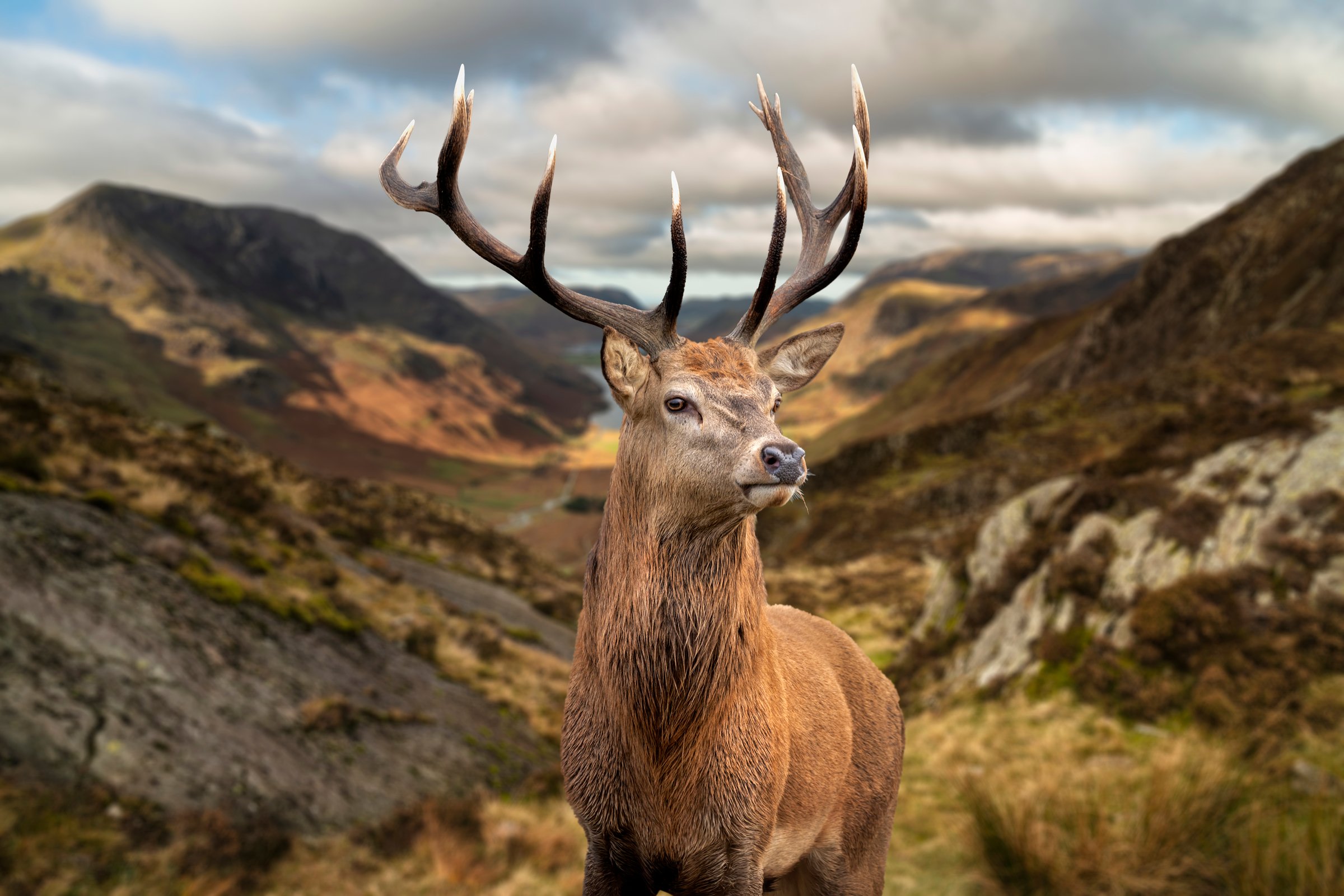 Epic Autumn Fall landscape of red deer stag in front of mountain landscape in background