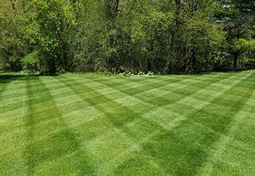 Professional lawn care