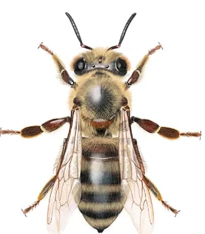 Honningbie - fredete pollinatorer som er livsviktige for matproduksjon