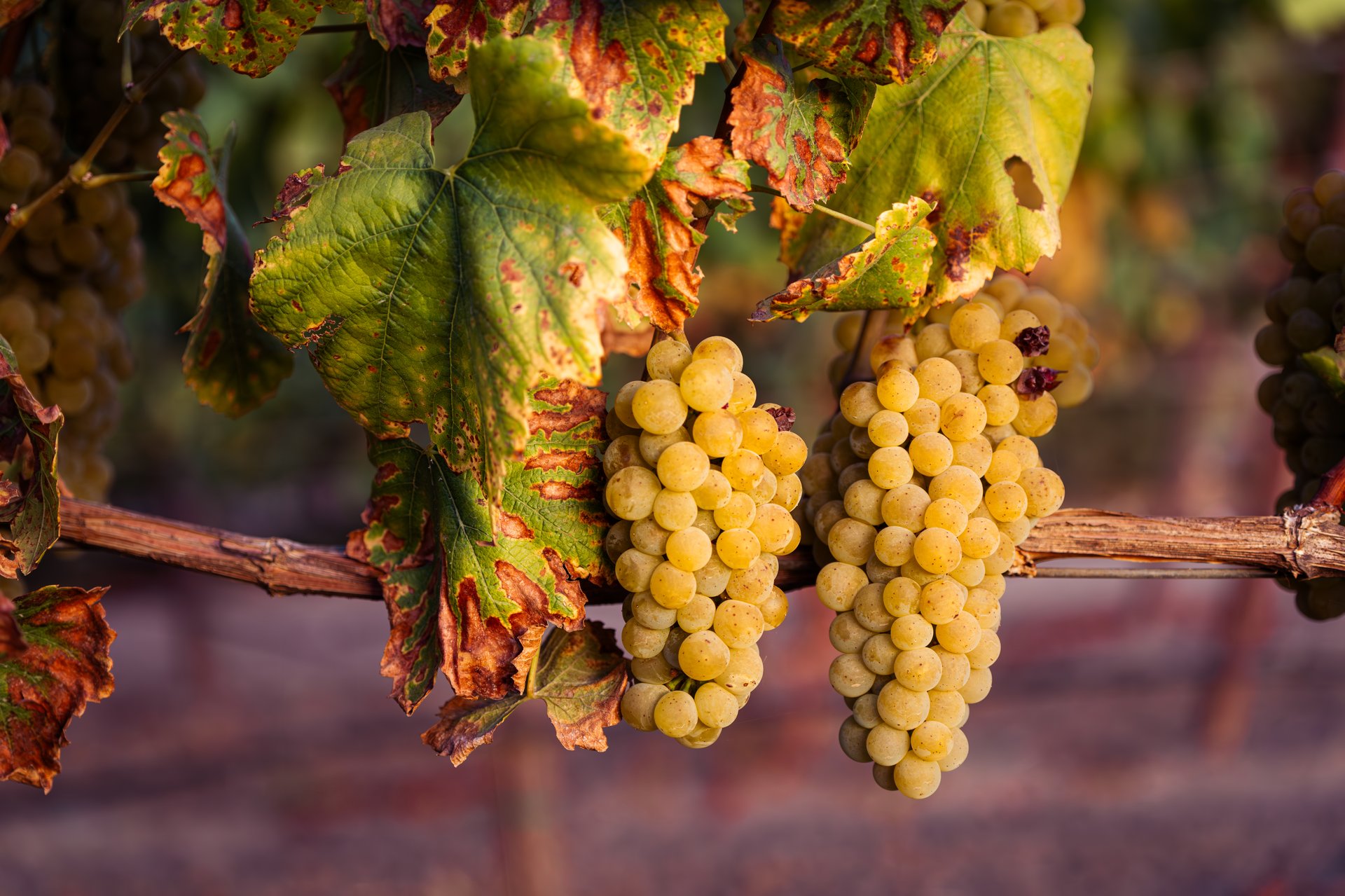 Vineyard grapes with autumn leaves in Sonoma County California