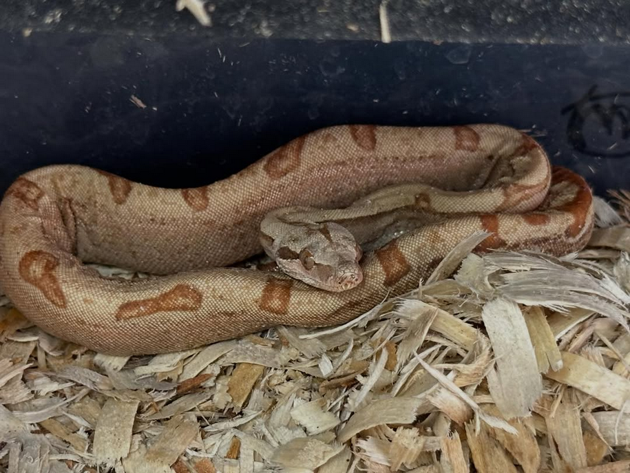 Jungle VPI Sunglow Poss Super Hypo Boa