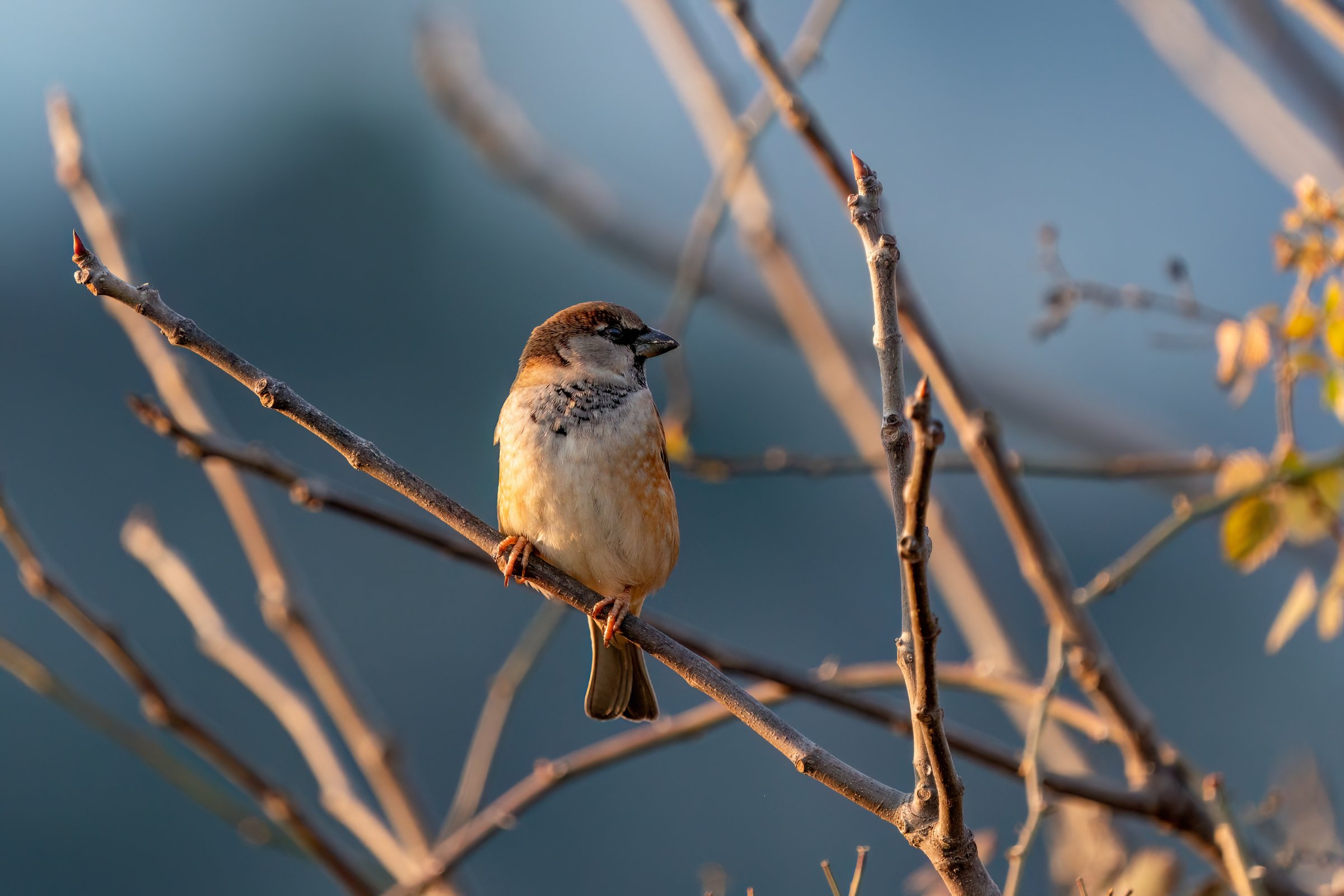 A House Sparrow perched on a fence