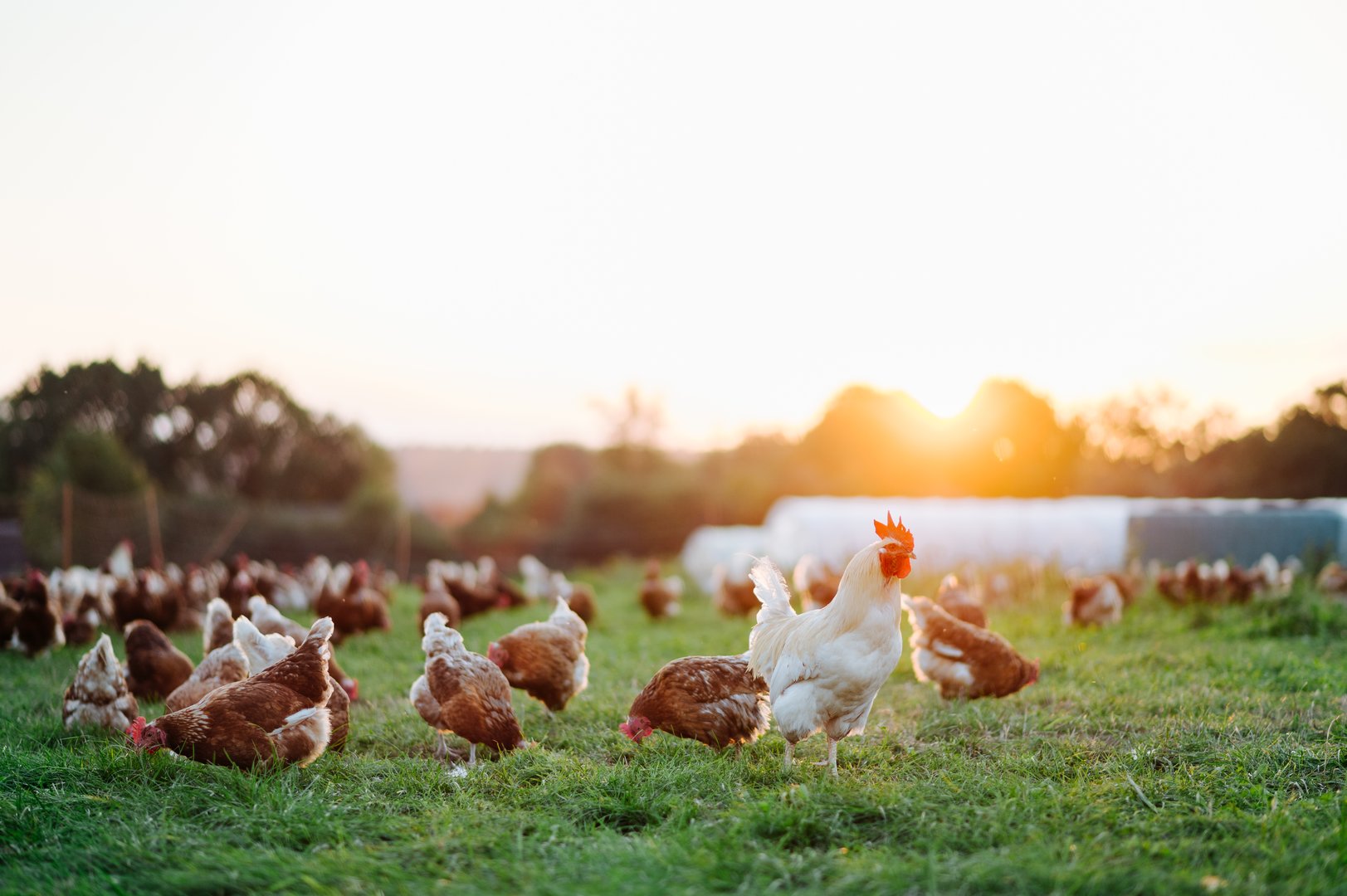 Sustainable free-range chicken farm