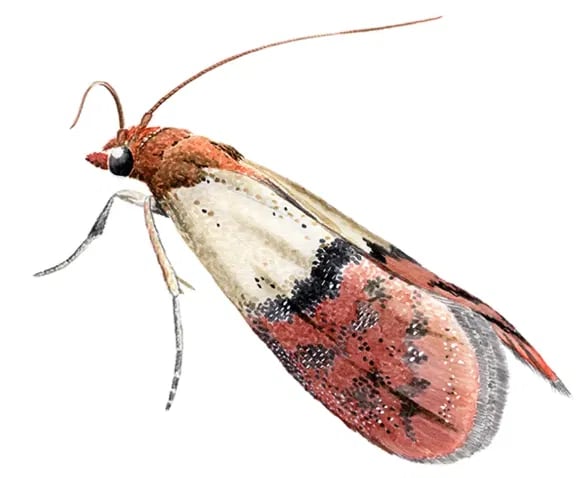 Tørrfruktsmalmott skadedyr