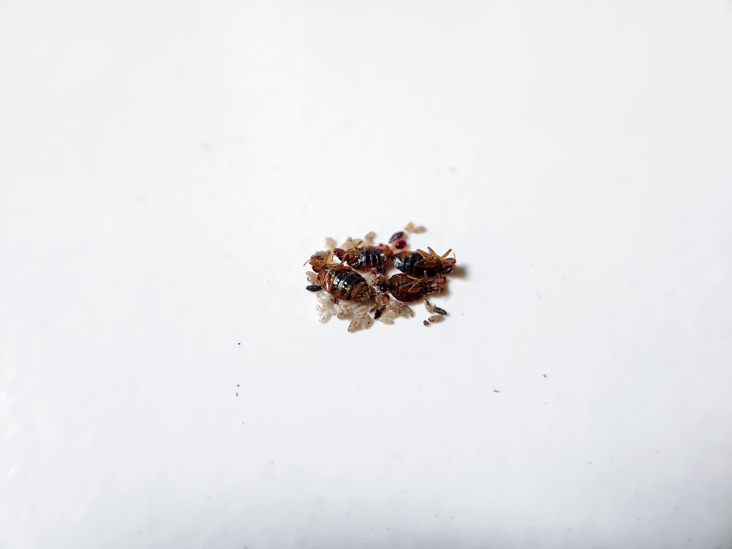 bed bugs or Cimex Lectularius mattress mites. Bed bugs at close range die