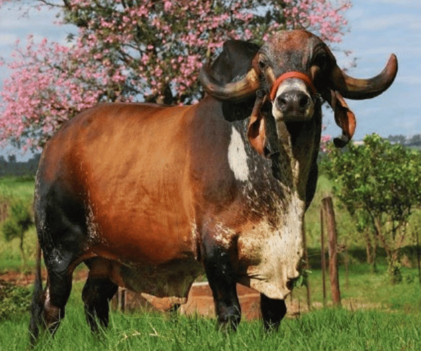 Jaguar TE Do Gaviao - Toro Gyr lechero elite top 15% en compuesto de ubre