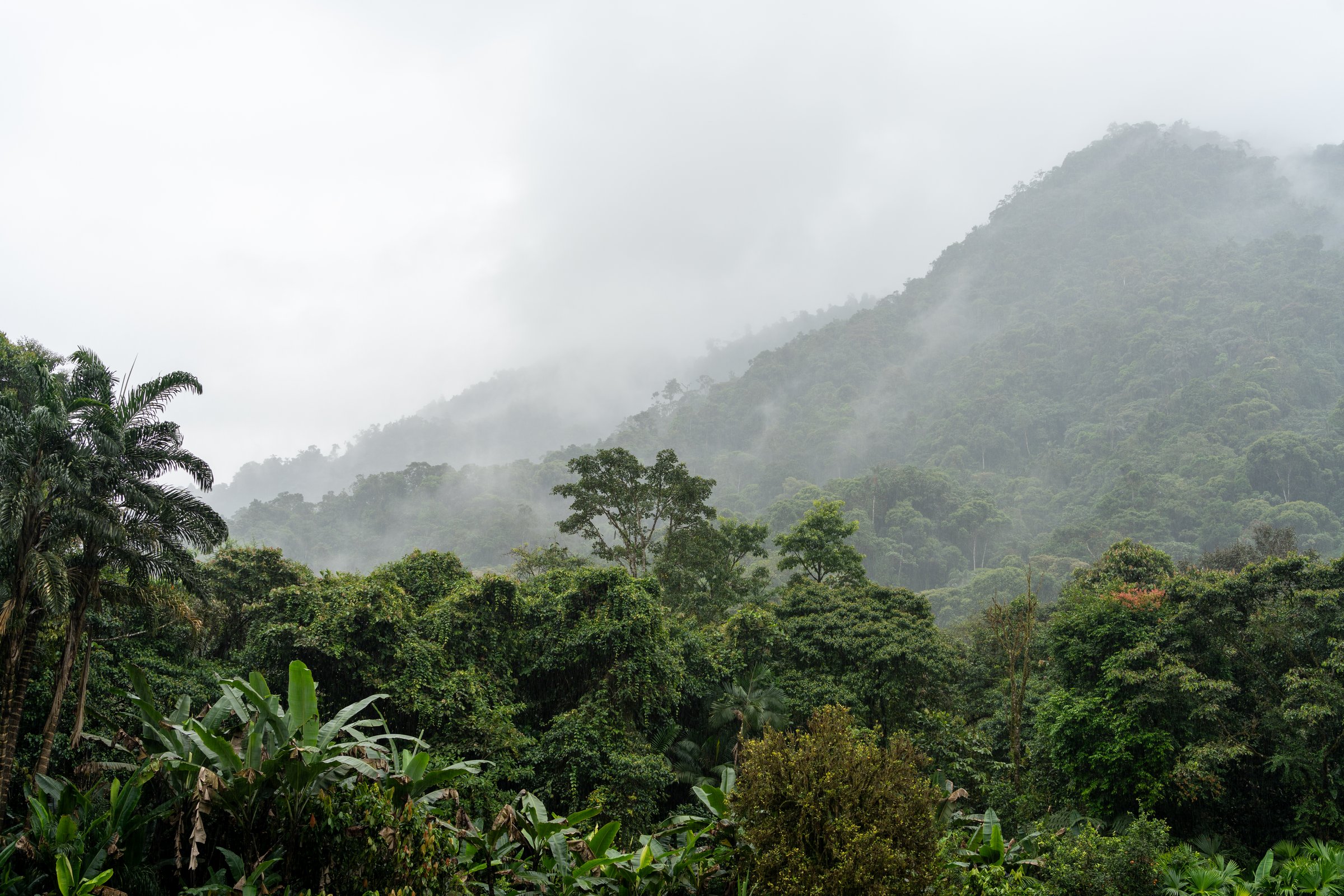 Thick jungle vegetation including palm trees and banana plants, with cloud covered mountains in the background. In Mindo, Ecuador